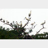지구에 남아 있는 저어새는 불과 4,000여 마리. 서해 무인도 나무가지에서 저어새와 괭이갈매기가 함께 앉아있다.