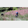 제주 서귀포시 남원읍 휴애리 자연생활공원에을 찾은 관광객들이 분홍빛으로 물들어가는 핑크뮬리 사이에서 사진을 찍으며 즐거운 시간을 보내고 있다.© News1