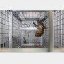 이달 6일 한국생명공학연구원 영장류자원지원센터(센터장 김지수) 준공식날 우리에서 탈출한 원숭이가 2주만에 발견돼 안전하게 구조됐다. 이송중인 원숭이.© News1