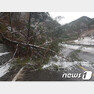 10일 오전 경북 봉화군 소천면 현동리에 폭설 피해를 입은 나무가 도로 위에 쓰러져 있다.(봉화군 제공) 2019.4.10/뉴스1 © News1