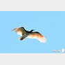 우리나라에서 40년 전 멸종됐던 따오기가 22일 경남 창녕군 우포늪에 방사돼 하늘을 날고 있다. 2019.5.22/뉴스1 © News1