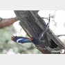 여름새인 파랑새가 23일 경북 포항시 북구 기계면 인근 야산 나무 둥지에서 힘찬 날개짓으로 날아가고 있다. 2019.6.23/뉴스1 © News1
