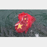 바다에 빠진 오성홍기 - SCMP 갈무리