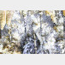 22일 강원 정선군 화암동굴에 석회질 물질이 꽃처럼 자란 하얀 석화가 가득 피어있다. 2019.9.22/뉴스1 © News1