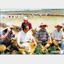 1987년 5월 구 명예회장(오른쪽 두번째)이 전경련 회장단과 함께 농촌 모내기 일손을 돕는 모습. (LG 제공)2019.12.14/뉴스1