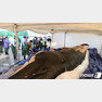 3일 오전 제주시 한림항에서 지난달 22일 제주 해상에서 발견된 참고래 시신을 부검하기 위해 관련 전문가들과 학생들이 모여있다. 이 고래는 길이 12.6m, 무게 약 12톤의 새끼로 추정된다. 10m 이상 대형고래 부검은 이번이 국내 처음이다. © News1
