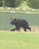 “허벅지 물린채 끌려가”…日서 불곰 습격받은 20대, 시신으로 발견