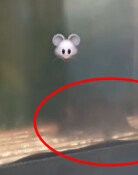 붕어빵 보관대 위에 쥐가…“비닐 두드려도 꿈쩍 안해” [e글e글]