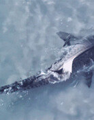 해변서 마주친 상어와 강아지…서로 놀라 줄행랑 (영상)