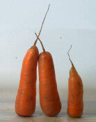 ‘건강 지킴이’ 당근, 효능 높이는 섭취법[정세연의 음식처방]