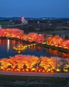 하트 모양 벚꽃 명소…알고보면 선조들의 ‘생존 과학’