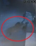 ‘고양이 아니었어?’…골목 걷다가 사자 두 마리 마주친 청년(영상)