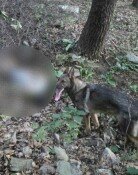 사흘간 못찾던 실종자…119구조견 ‘가온’ 투입 2시간만에 발견