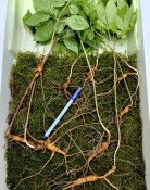 백운산서 80년근 천종산삼 9뿌리 발견…감정가 1.3억원