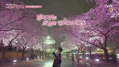 백성현&박은빈, 한밤의 벚꽃엔딩 ♬