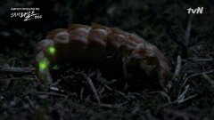 달팽이와 사투를 벌이는 독특한 유충의 정체는?!
