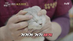 고양이 마사지 방법! 껌이 녹아내려유~♥