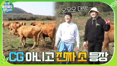 ※CG 아님※ 왕도깨비 가지 제거해놓은 땅에 거짓말같이 찾아온 소들... | tvN 201220 방송