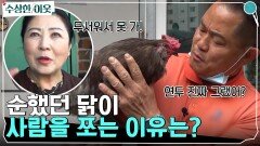 순했던 닭이 사람을 쪼는 사연은? 피로를 날려주는 애교있는 닭이 변해서 서운한 남자ㅠㅠ | tvN 220512 방송