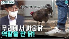 무리에서 싸움닭 역할을 한 닭! ※전문가가 알려준 대처법 공개※ | tvN 220512 방송