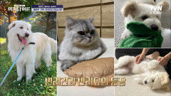 지금은 반려동물 & 반려식물 전성시대! 좁아지는 가족의 범주, 늘어나는 반려 시장에 대한 관심! | tvN STORY 220623 방송