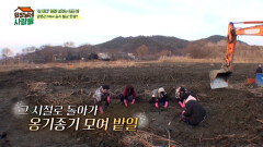 '심 봤다!!' 대왕 연근 캐낸 복길이! 〈전원일기〉를 떠올리며 밭일하는 젊은이들 | tvN STORY 240408 방송