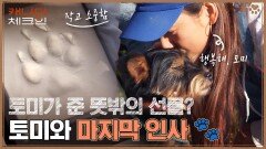 (감동) 토미가 효리에게 준 선물..? 다가온 토미와의 이별ㅠㅠ | tvN 230121 방송