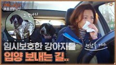 바자회 때 그 강아지, 줄리엣! 사진작가 김태은이 임시보호한 후 입양 가는 날.. | tvN 230121 방송