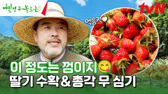 오늘도 묵묵히 일하는 원종 & 석정  총각 무 심고 딸기 수확하기 #유료광고포함 | tvN 240706 방송