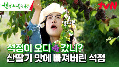 얘네가 자꾸 저를 불러요... 오디 & 산딸기 따기에 푹 빠진 석정 #유료광고포함 | tvN 240720 방송