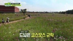 [인천나들이]코스모스♥가 아름다운 ＂드림파크＂ 쓰레기 매립지의 반전!