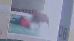 멧돼지의 아파트 습격…80대 주민 중상