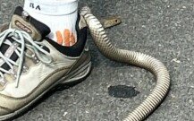 [앉아서 세계 속으로]운동화 고리에 걸린 독사…침착함이 목숨 구해