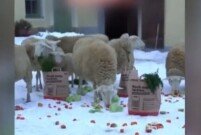 [앉아서 세계 속으로]‘양들의 침공’…50마리, 독일 할인마트 습격