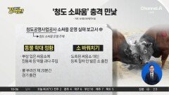 [돌직구 강력반]“약물 주입 후 출전”…청도 소싸움 ‘동물 학대’ 논란