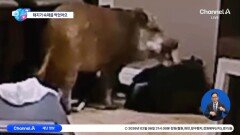 [앉아서 세계 속으로]초등학생 숙제인데…돼지가 먹어버려 ‘화들짝’