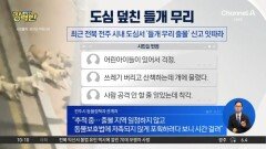 [돌직구 강력반]전주 도심서 들개 무리에 위협받는 주민 영상 확산