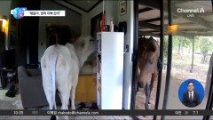 [앉아서 세계 속으로]문틈 사이로 반려견 나가고 말·황소 ‘홈파티’