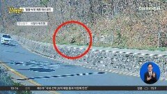 [돌직구 강력반]대전 동물원 ‘늑대 탈출’…이틀째 수색