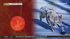 “늑대 찾아라” 사흘째 수색…수컷 늑대에 하울링 동원