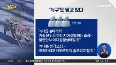 [돌직구 강력반]‘늑구’도 떨고 있다…사흘째 포획 총력전
