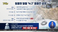[돌직구 강력반]오월드 탈출 ‘늑구’ 열흘 만에 생포…건강 이상 없어