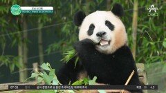 굿바이 푸바오, 마지막 출근에 새벽 3시부터 대기 #푸바오