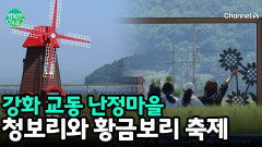 강화 교동 난정마을에서 펼쳐지는 1만 6천 평의 청보리와 황금보리 축제