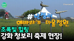 초록빛 힐링, 강화 청보리 축제 현장!