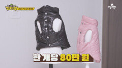 현실판 개 팔자가 상팔자~~ 애견맘 장비러가 꼽는 BEST 3 아이템은?