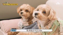 로나&로다가 오고 나서 우울과 슬픔이 사라졌다