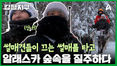알래스카 숲속에서 개가 끌어주는 썰매를 타고 모험하다!