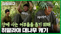 산에 사는 어부들을 돕기 위해, 히말라야 대나무를 캐라...?