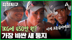 진미채와 곤약사이?! 세상에서 가장 비싼 새 둥지를 아시나요?
